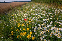 Wildflowers flowering on headland margin of field, Norfolk, UK, August