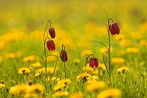 RF- Snake's head fritillary flowers (Fritillaria melegris) and Dandelions (Taraxacum sp), UK. (This image may be licensed either as rights managed or royalty free.)