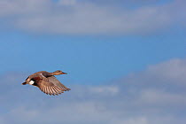 Gadwall (Anas strepera) drake in flight, Norfolk, UK