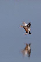 Gadwall  (Anas strepera) drake landing on water, Norfolk, UK