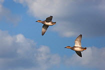 Gadwall (Anas strepera) two drakes in flight, Norfolk, UK
