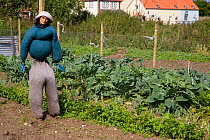 Scarecrow in vegetable garden at village Garden Allotments, Norfolk, UK