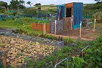 Alllotment vegetable garden and shed in Garden Allotments, Sherringham, Norfolk, UK
