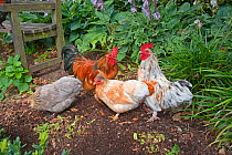 Free range domestic chickens (Gallus gallus domesticus) Bantums in garden, Norfolk, UK