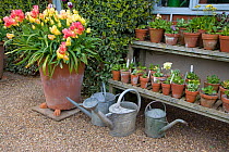 Garden plants growing in pots and watering cans, Norfolk, UK