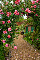 Roses flowering on garden arch, Norfolk, UK