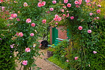 Roses flowering on garden arch, Norfolk, UK