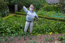 Garden scarecrow in vegetable garden, Norfolk, UK