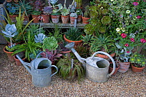 Cacti in pots and watering cans in garden, Norfolk, UK