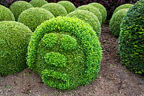Topairy globes and funny face in garden, Box trees (Buxus sp), Norfolk, UK