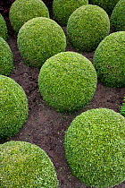 Topairy globes in garden, Box trees (Buxus sp), Norfolk, UK