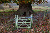 Ancient Oak tree protected by fence and gateway, Felbrigg Hall, Norfolk, UK