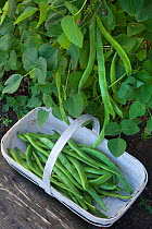 Runner Beans (Phaseolus sp) being gathered from vegetable garden, Uk