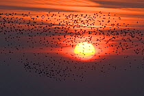 Silhouette of waders flying to roost at sunset, Snettisham RSPB reserve, The Wash, Norfolk, UK, September