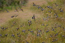 Flock of Goldfinch (Carduelis carduelis) in flight, Norfolk, UK