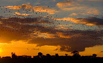 Flock of Golden plover (Pluvialis apricaria) flying to roost at sunset, Gimingham, Norfolk, UK