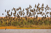 Mixed flock of Golden plover (Pluvialis apricaria) and Lapwings (Vanellus vanellus) flying over water, Cley, Norfolk, UK, Autumn