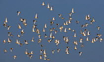 Mixed flock of Golden plover (Pluvialis apricaria) and Lapwings (Vanellus vanellus) in flight, Cley, Norfolk, UK, Autumn