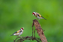 Goldfinch (Carduelis carduelis) two perched on wire, Norfolk, UK
