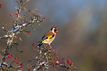 Goldfinch (Carduelis carduelis) perched amongst winter berries, UK