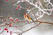 RF- Goldfinch (Carduelis carduelis) perched among rosehips in snow, UK. (This image may be licensed either as rights managed or royalty free.)