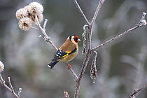 Goldfinch (Carduelis carduelis) perched in winter, UK