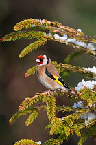 Goldfinch (Carduelis carduelis) perched on coniferous tree in winter, UK