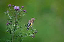 Goldfinch (Carduelis carduelis) Juvenile perched on thistle, moulting, UK