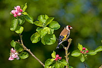 Goldfinch (Carduelis carduelis) perched amongst blossom, UK