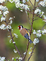 Goldfinch (Carduelis carduelis) perched amongst Spring Blossom, UK