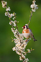 Goldfinch (Carduelis carduelis) perched amongst  Spring Blossom, UK