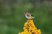 Goldfinch (Carduelis carduelis) perched on Gorse, UK
