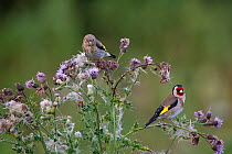 Goldfinch (Carduelis carduelis) adult and juvenile perched on thistle, UK