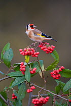 Goldfinch (Carduelis carduelis) perched on red berries, UK