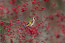 Goldfinch (Carduelis carduelis) perched amongst  Hawthorn berries, UK