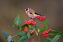 Goldfinch (Carduelis carduelis) perched amongst red berries, UK