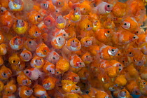 Goldfish (Carassius auratus) for sale in fish market, Hong Kong, China, 2009