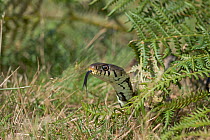 Grass snake (Natrix natrix) on heathland, UK