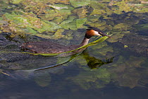 Great crested grebe (Podiceps cristatus) collecting nesting material on River Thames, UK