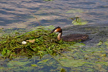 Great crested grebe (Podiceps cristatus) approaching nest with egg, River Thames, UK