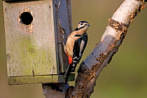 Great spotted woodpecker (Dendrocopus major)pecking at the wood of a nesting box, UK