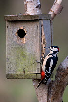 Great spotted woodpecker (Dendrocopus major)pecking at the wood of a nesting box, UK