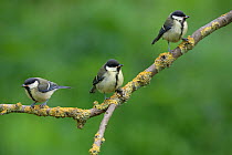 Great tit (Parus major) three juveniles waiting for parent bird to feed them, Norfolk, UK, June