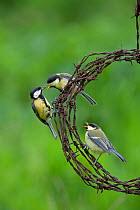 Great tit (Parus major) parent bird bringing food to  two juveniles perched on wire, Norfolk, UK, June