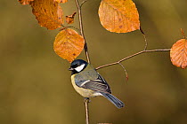 Great tit (Parus major) perched on autumn Beech twig, UK