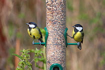 Great tit (Parus major) two perched on garden seed feeder, UK