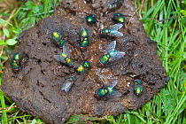Green bottle flies (Eudasyphora cyanella) feeding on cow dung, Norfolk, UK, August