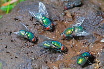 Green bottle flies (Eudasyphora cyanella) feeding on cow dung, Norfolk, UK, August