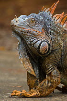 Common / Green iguana (Igauna iguana) Bay Island, Honduras, Carribean Ocean
