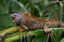 Common / Green iguana (Igauna iguana) resting on branch with mouth open, Bay Island, Honduras, Carribean Ocean